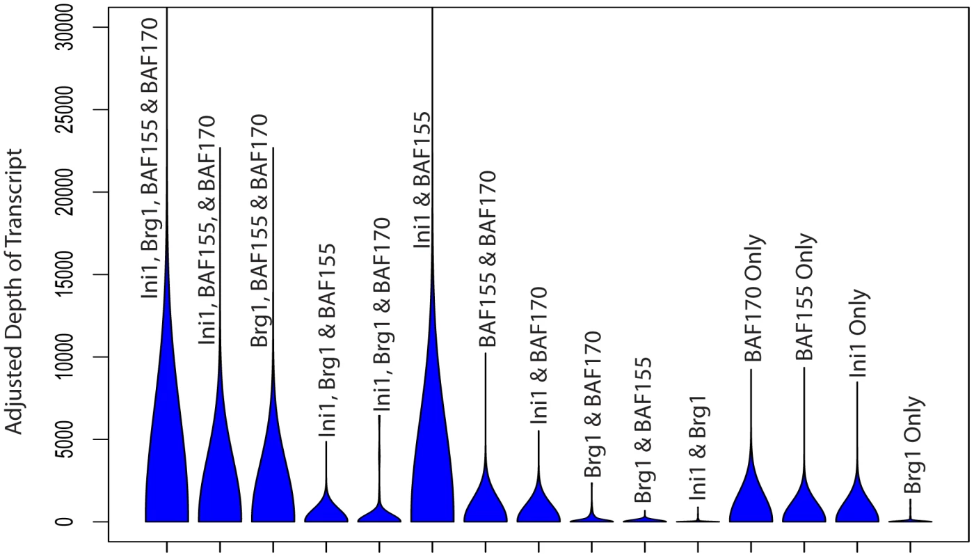 Violin plots of expression values across all possible SWI/SNF subunit occurrences.