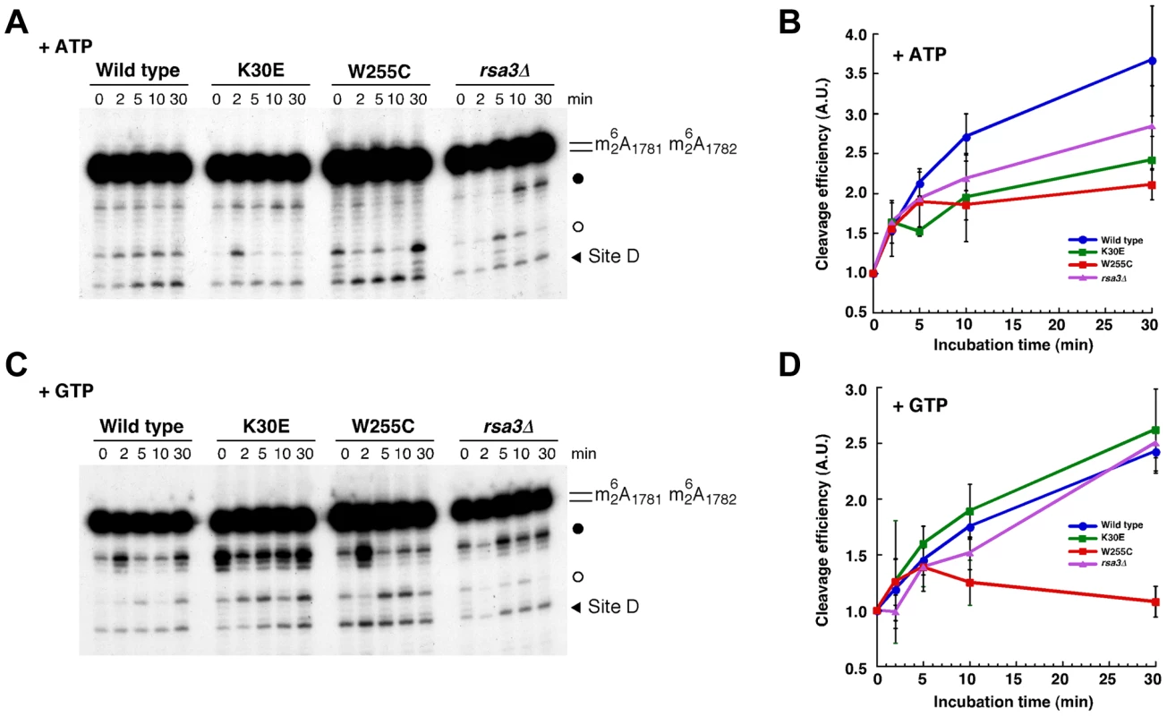 <i>In vitro</i> processing of 20S pre-rRNA is impaired in the <i>rpl3</i>[W255C] mutant.