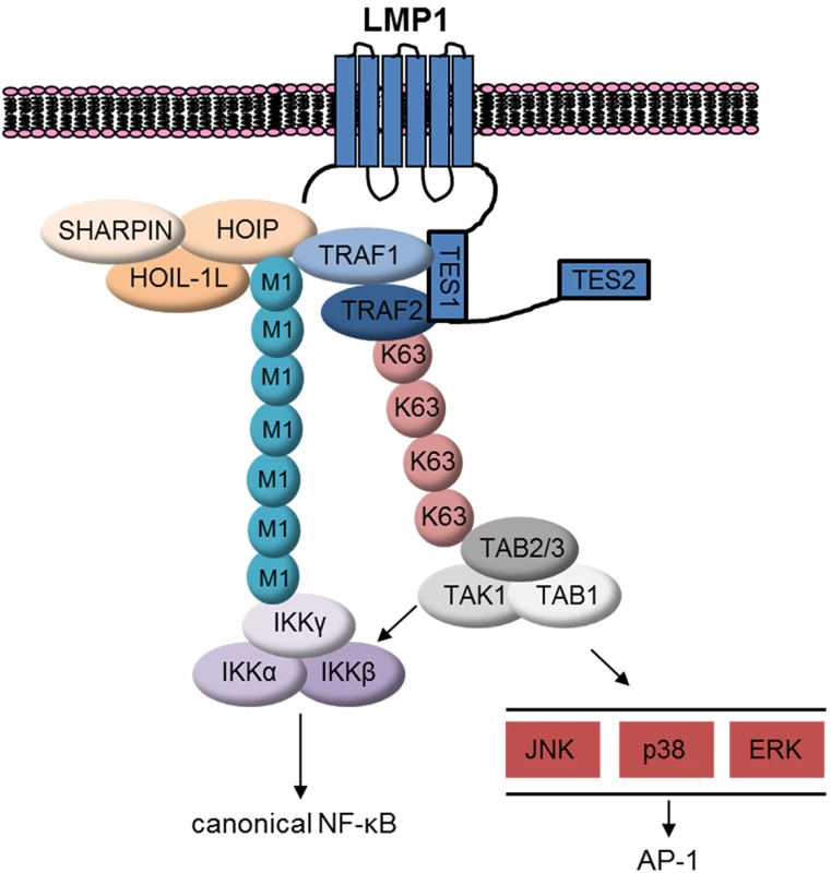 Schematic model.