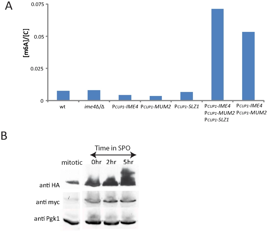 MIS complex expression is sufficient to induce m<sup>6</sup>A accumulation on mRNA.