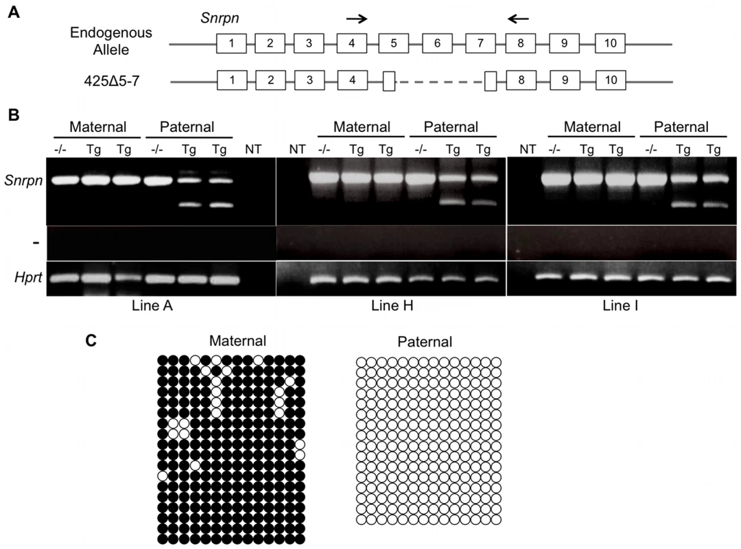 Analysis of imprinting for the 425Δ5-7 BAC transgene.