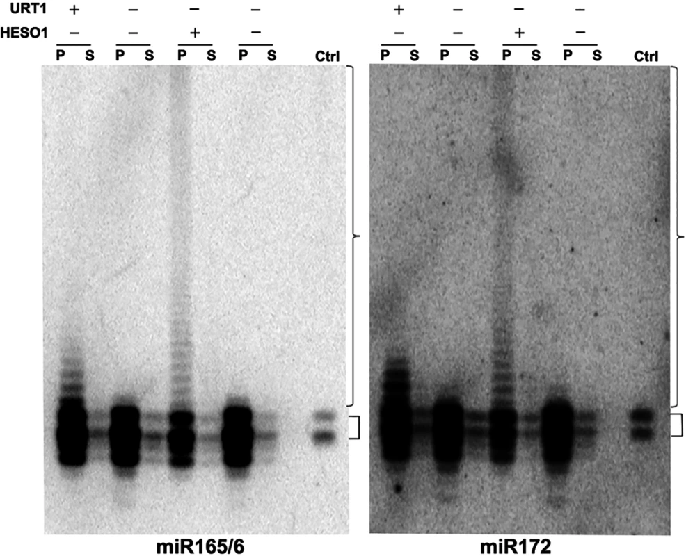 URT1 and HESO1 can tail AGO1-bound miRNAs.