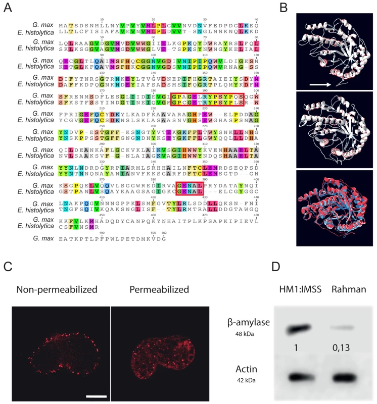 Functional characterization of <i>E. histolytica</i> β-amylase.