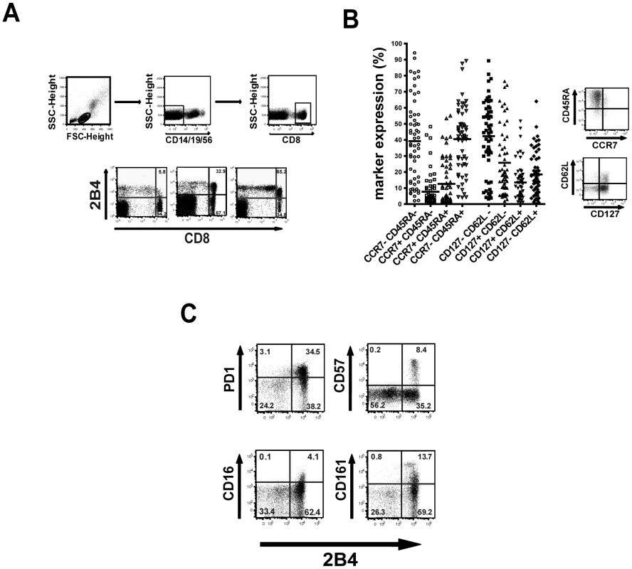 Characteristics of 2B4+ CD8+ T cells.