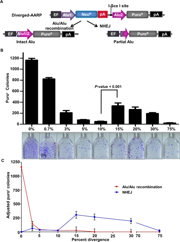 The effect of sequence divergence on Alu/Alu recombination.