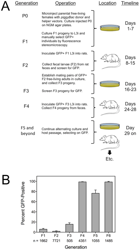 Stable transgenic lines of <i>S. ratti</i> are established by microinjection of nucleic acid constructs followed alternating rounds of host and culture passage, selecting on expression of a fluorescent reporter gene product.