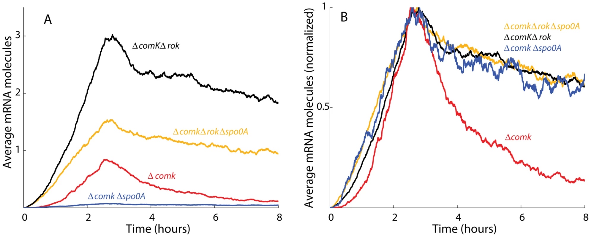 Stochastic simulation data match the experimentally observed <i>comK</i> expression.