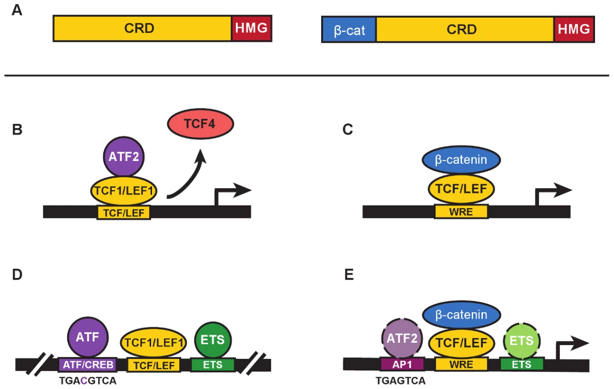 β-catenin–independent and –dependent modes of Wnt signaling.