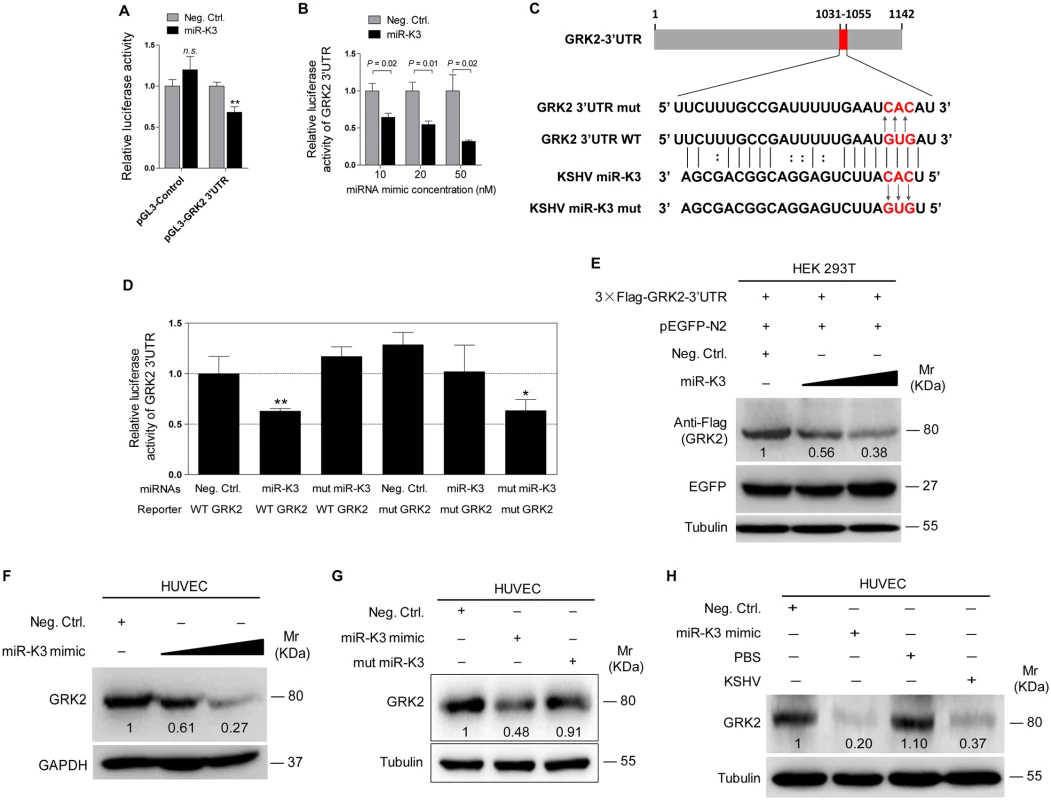 GRK2 is directly targeted by miR-K3.