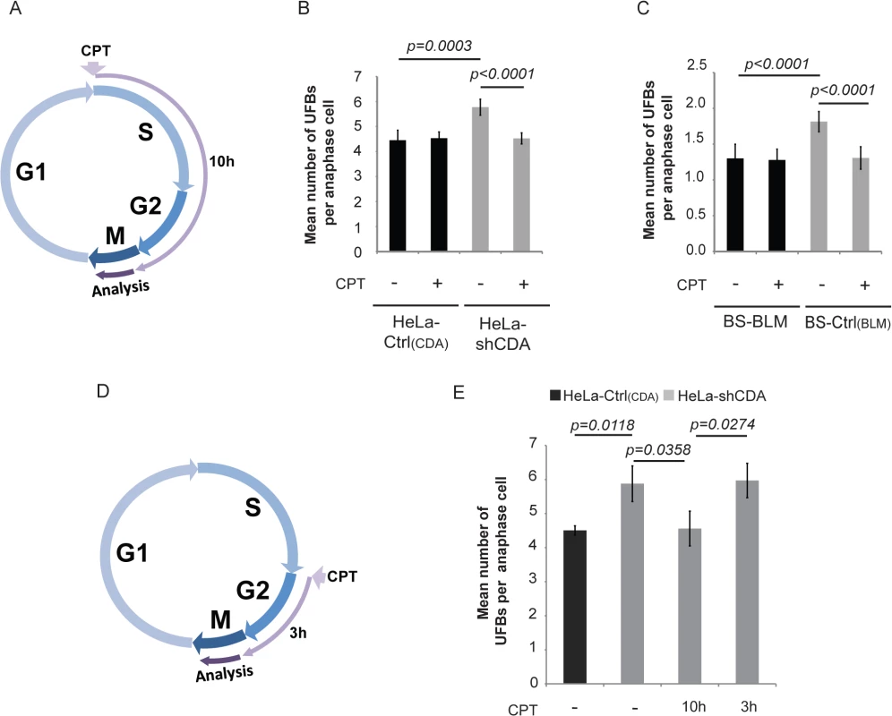 The formation of UFB-containing unreplicated DNA does not result from DNA replication fork uncoupling.