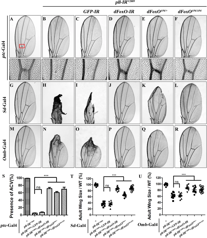<i>dFoxO</i> is required for loss-of-<i>pll</i> induced wing phenotypes.