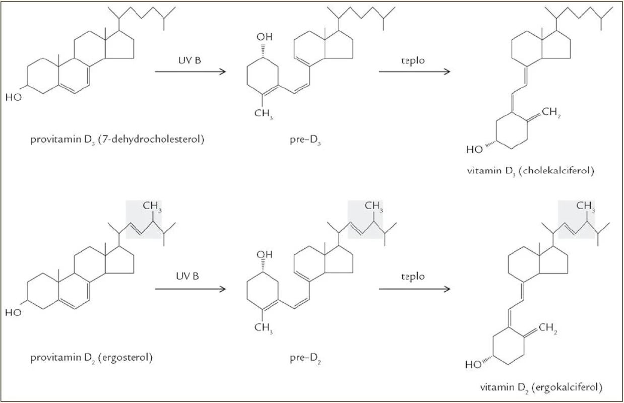 Biosyntéza vitaminu D.