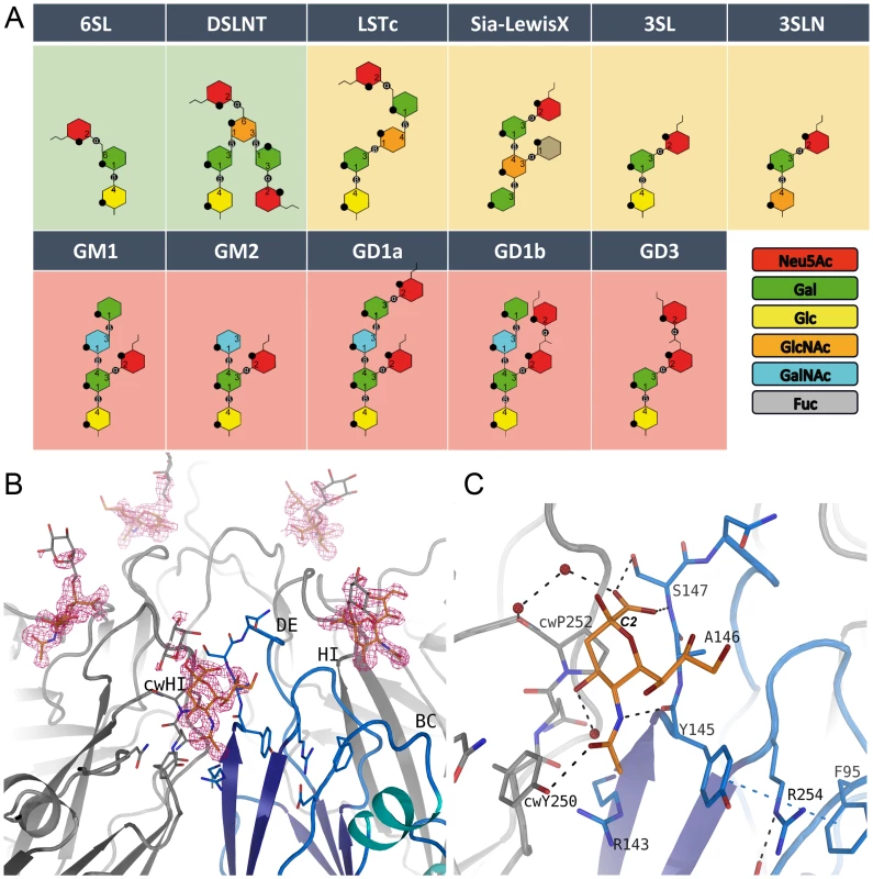 Glycan binding and attachment to CVA24v.