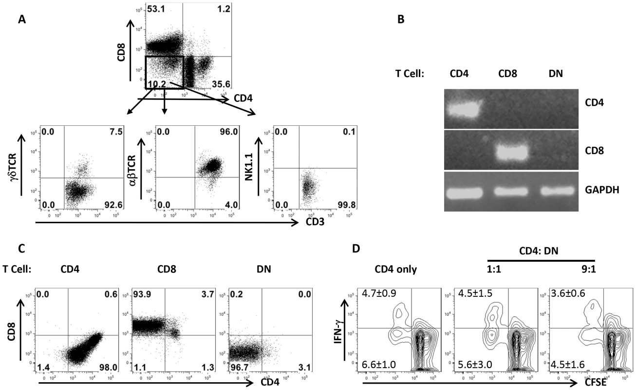 DN T cells predominately express αβ-TCR and do not have regulatory properties.