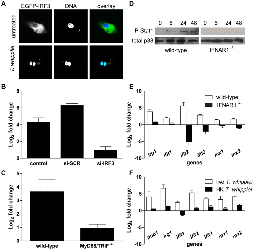 <i>T. whipplei</i> induces a functional type I IFN response.