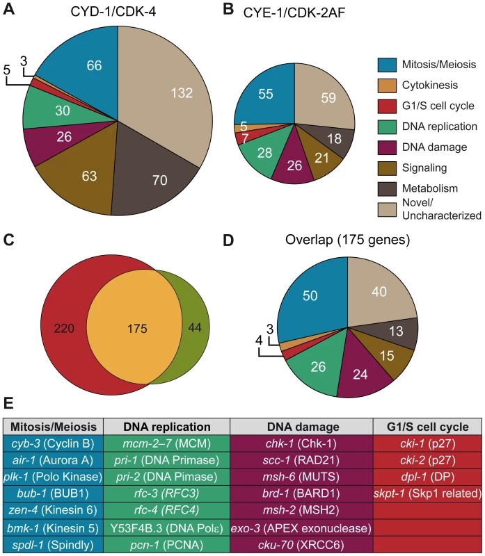 Microarray analysis reveals induction of cell-cycle gene transcripts in differentiated muscle cells.