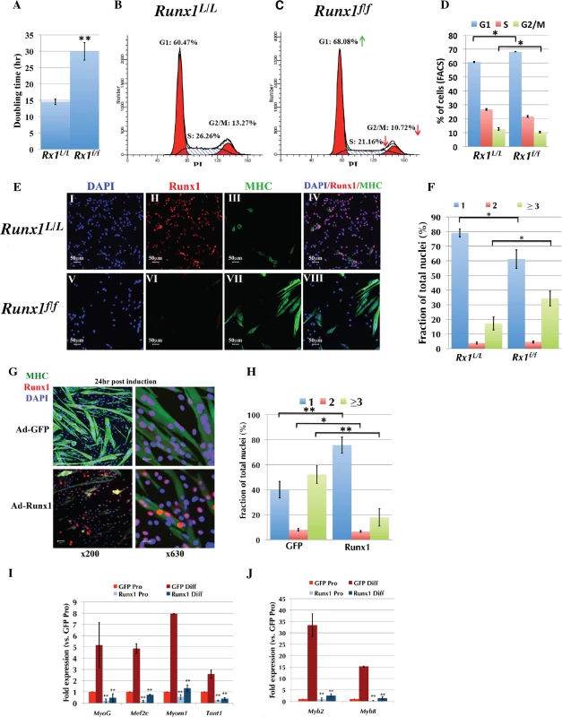 Runx1 attenuates PM proliferation.