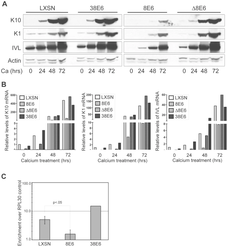 p300 degradation alters K1, K10 and IVL expression.
