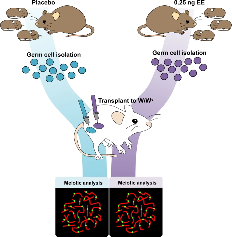 Germ cell transplantation experimental design.