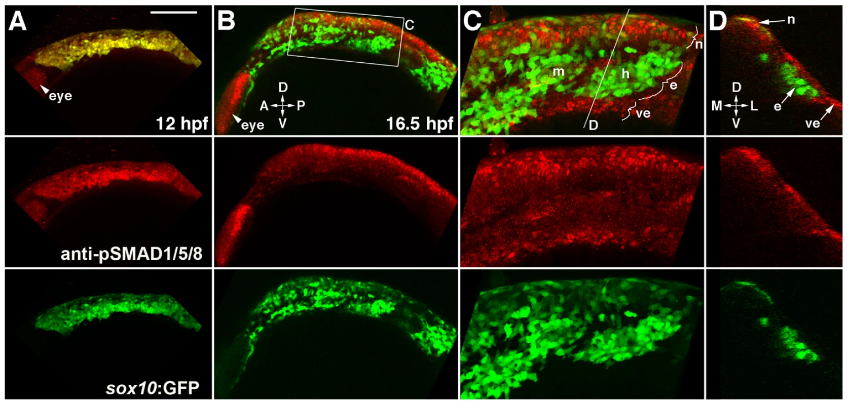 Bmp activity is selectively down-regulated in ectomesenchyme precursors.