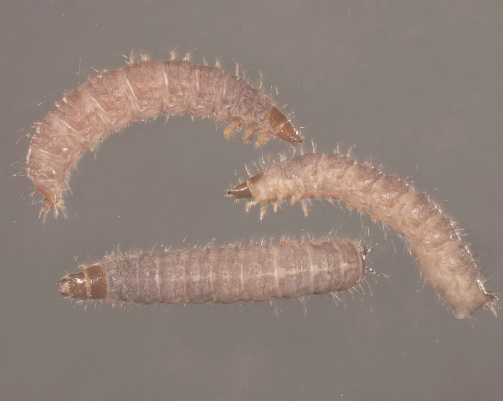 Larvy pestrokrovečníka <i>Necrobia rufipes</i> (Foto KÚ Praha)