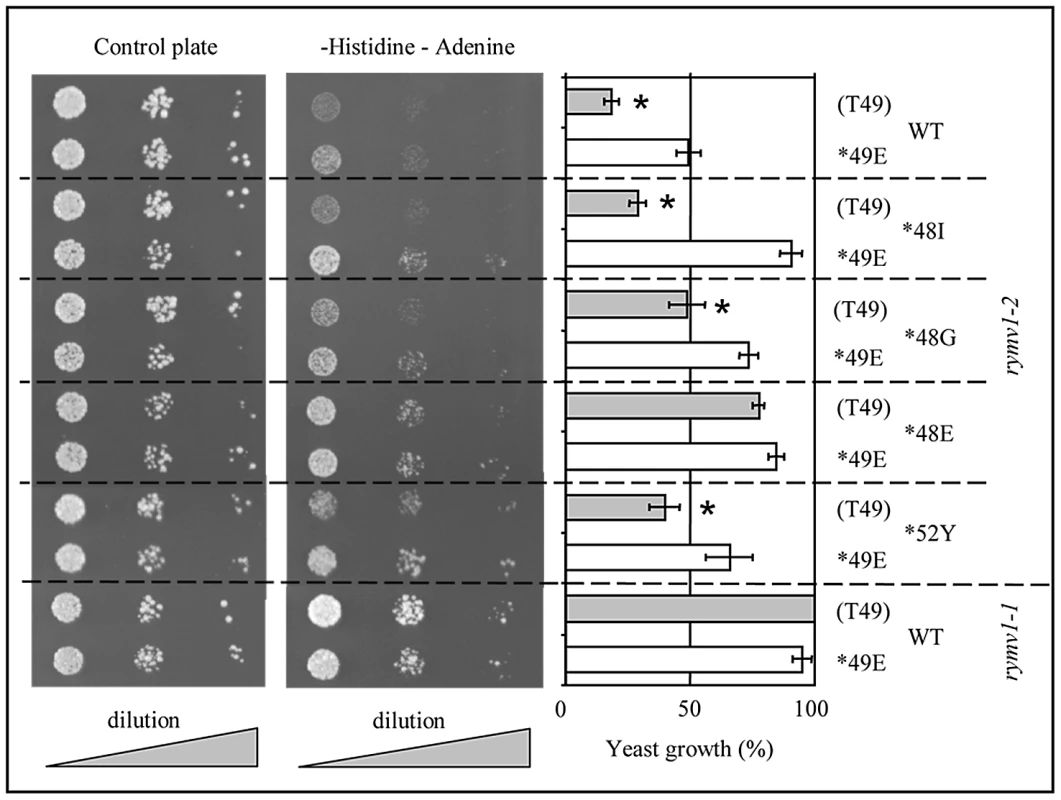 Two-hybrid assays of the interaction between <i>rymv1-2</i> mutated MIF4G and VPg with T49 or E49.