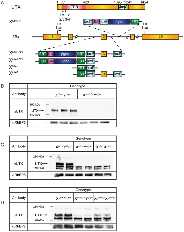 <i>Utx</i> mutant alleles.