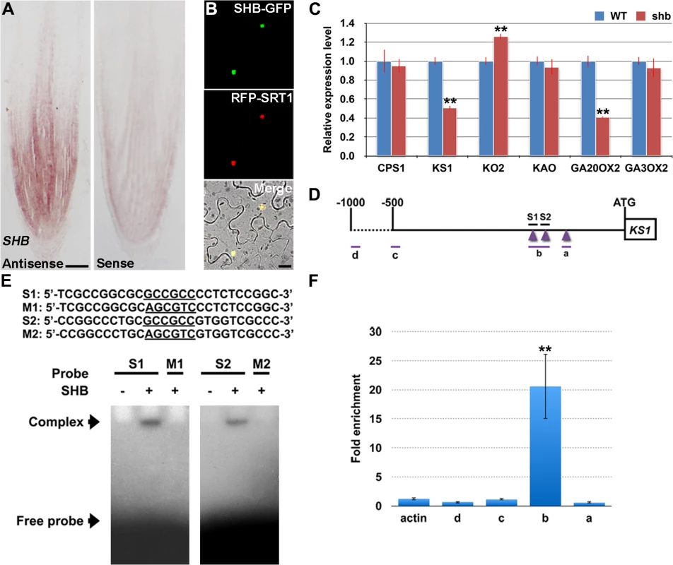 <i>SHB</i> is expressed in the root tip and encodes a nuclear-localized transcription factor that directly binds to and activates transcription of <i>KS1</i>.