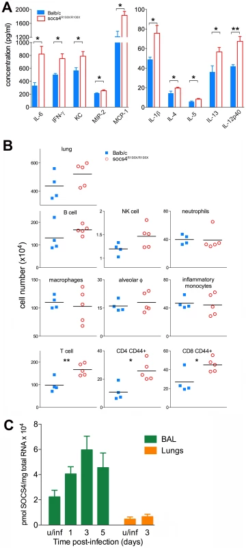Elevated cytokine and chemokine production in lungs of <i>Socs4<sup>R108X/R108X</sup></i> is associated with an increased influx of T cells.