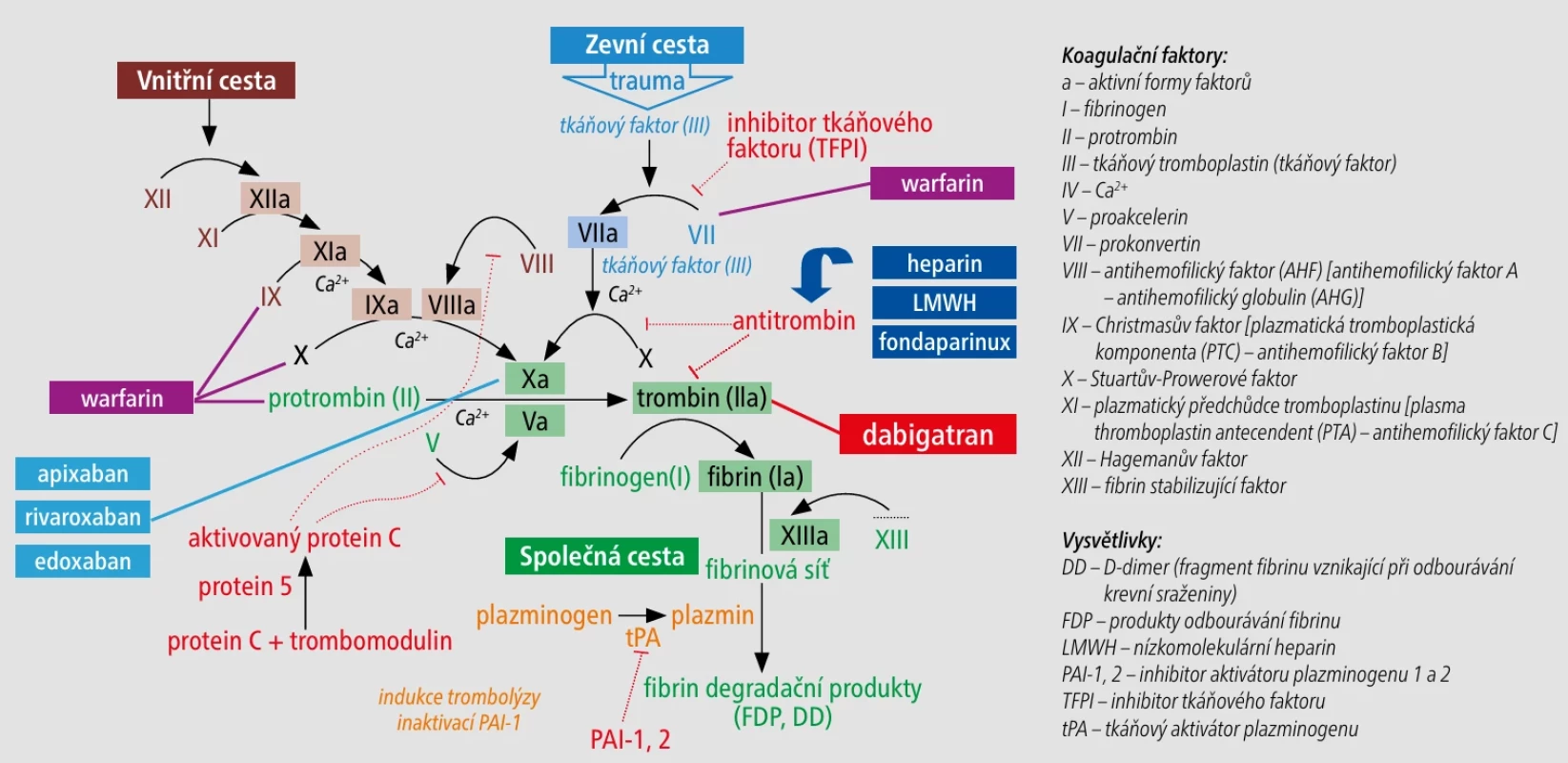 Schéma koagulační kaskády a působení antikoagulancií. [Upraveno podle: https://www.manual-cmp.cz/antikoagulace/]
