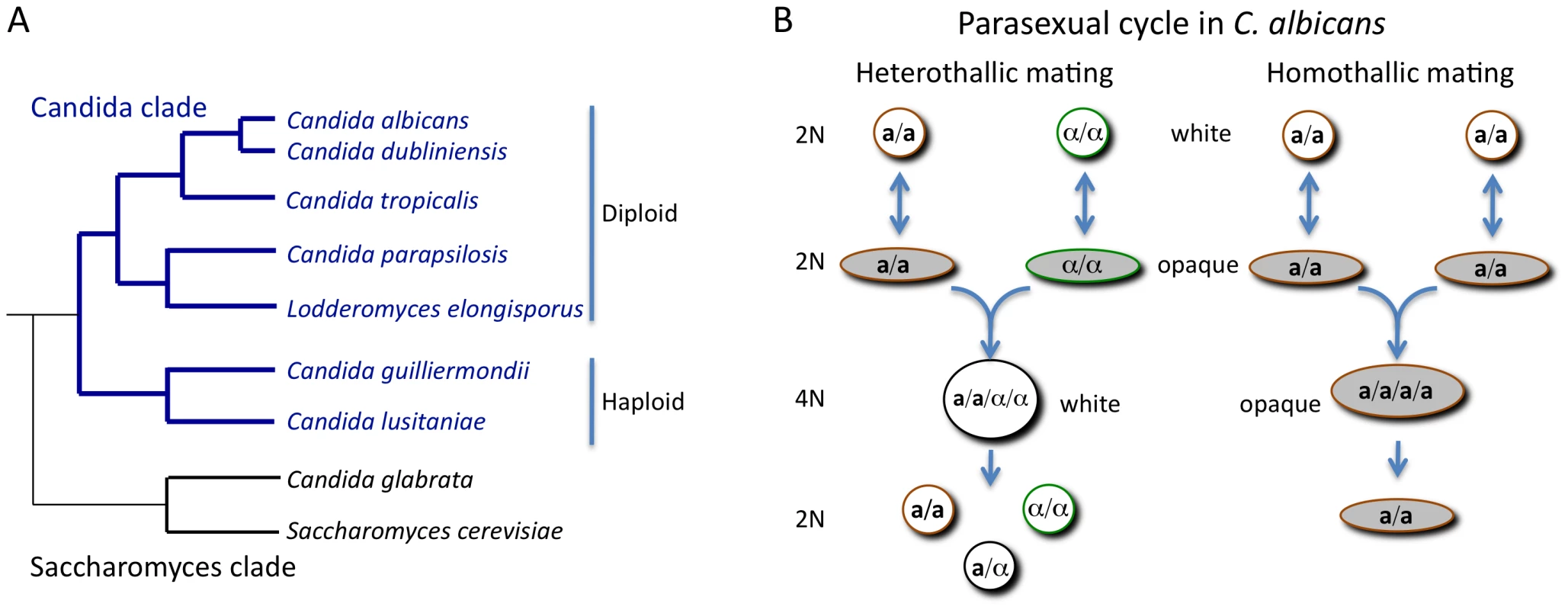 Phylogeny of the <i>Candida</i> clade and the parasexual mating cycle of <i>Candida albicans</i>.
