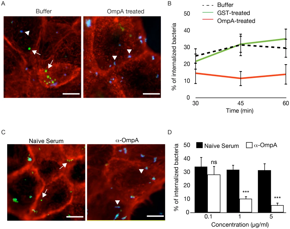Recombinant OmpA and anti-OmpA antibody perturb <i>Coxiella</i> interactions with the host cell surface.