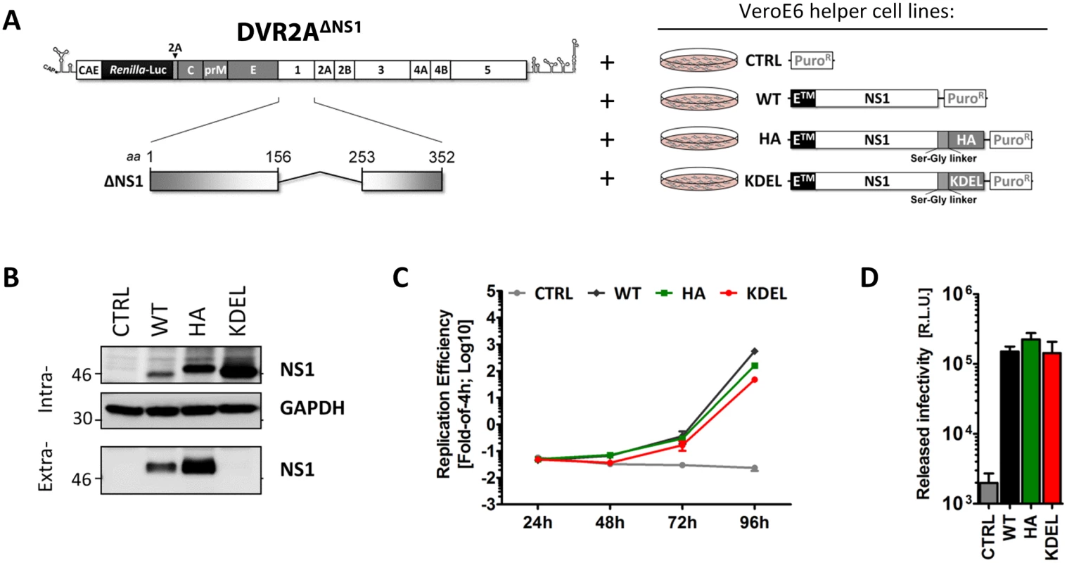NS1 secretion is dispensable for the production of infectious DENV particles.