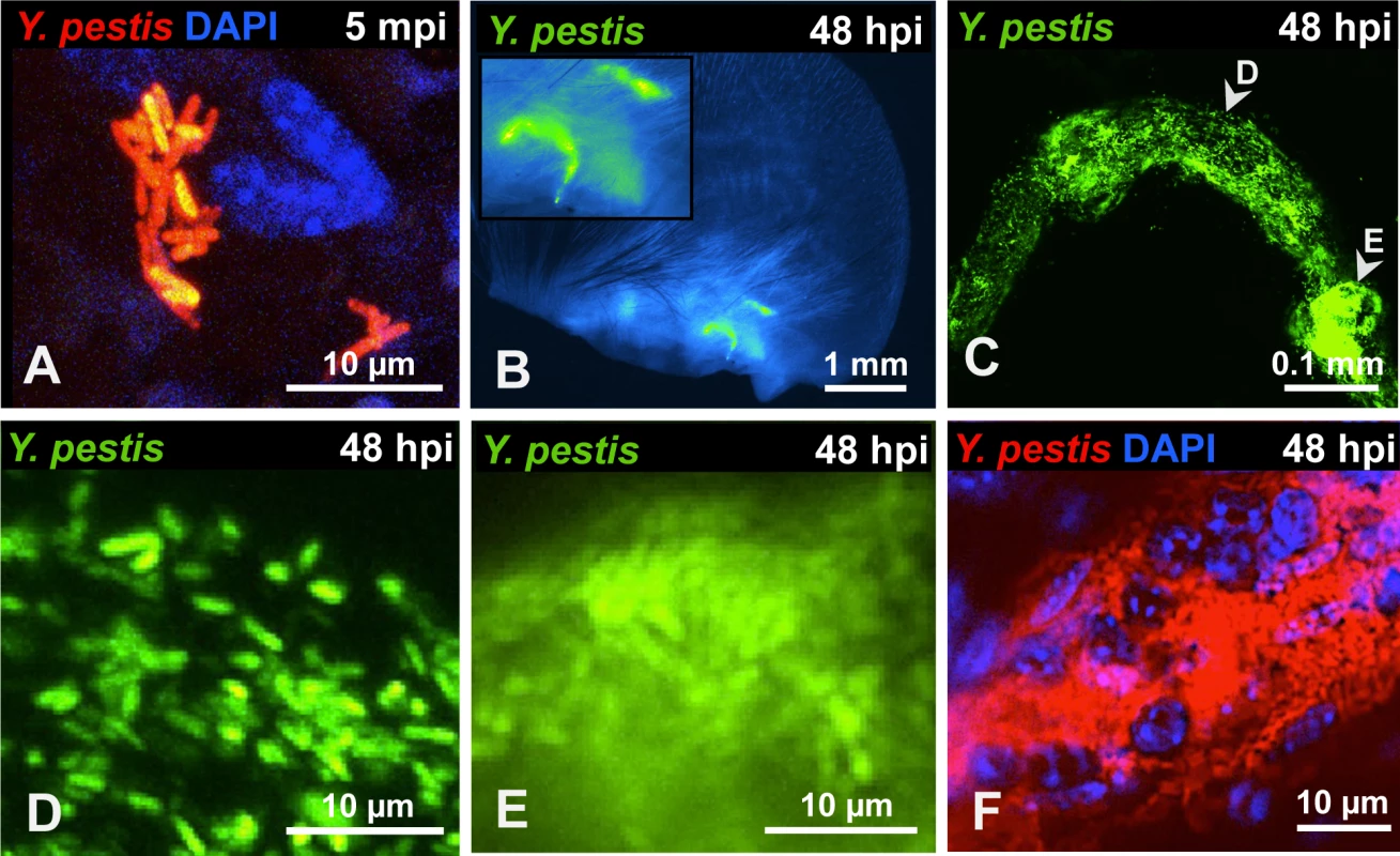 <i>Y. pestis</i> in the skin and in afferent lymphatic vessels.