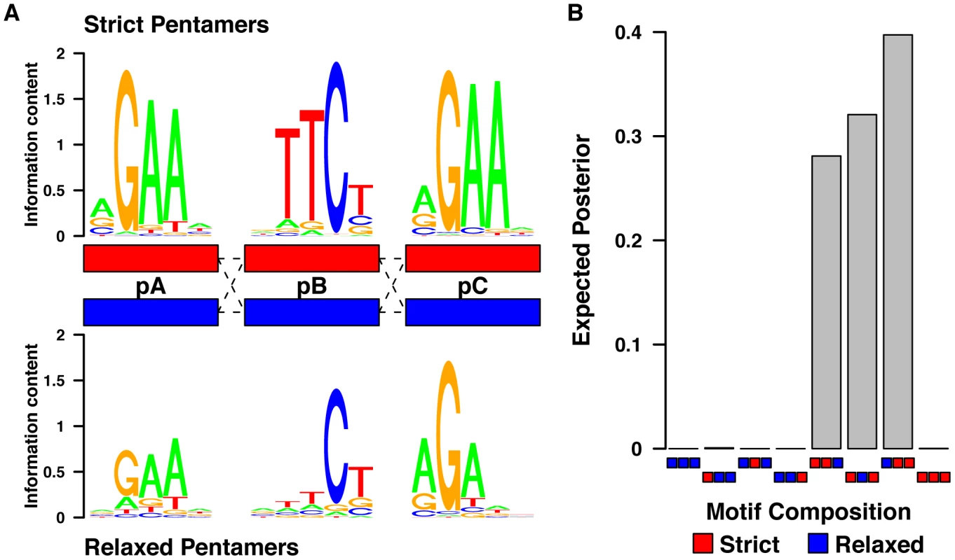Pentamers within the HSEs are dependent upon their consensus match and also their position relative to the other pentamers.
