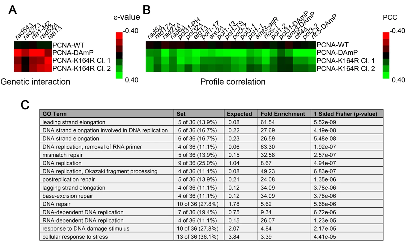 The PCNA-K164R SGA profile exhibits a limited set of direct genetic interactions but correlates strongly with other replication mutants.