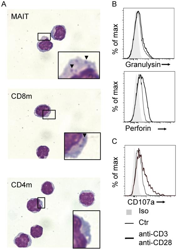 Human MAIT cells have a cytotoxic potential.