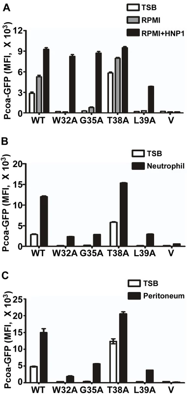 The wild type SaeS shows the most robust switch function in clinically relevant environments.