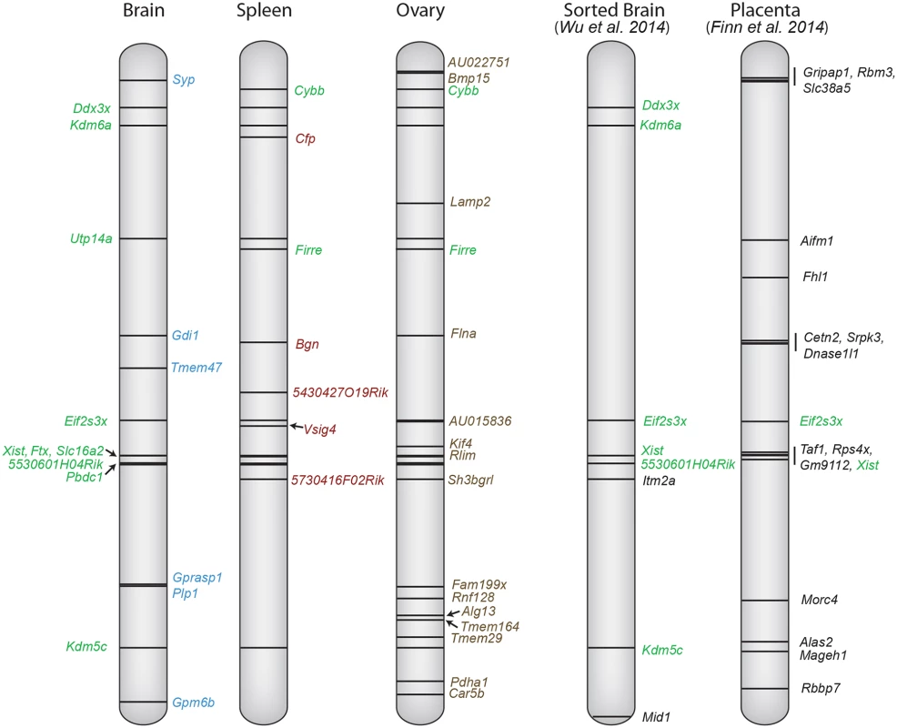 X chromosome escape maps differ between mouse tissues.