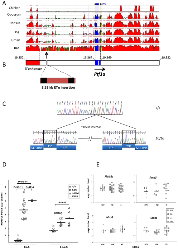 The <i>Sd</i> mutation is an insertion in the 5′ regulatory of <i>Ptf1a</i>.