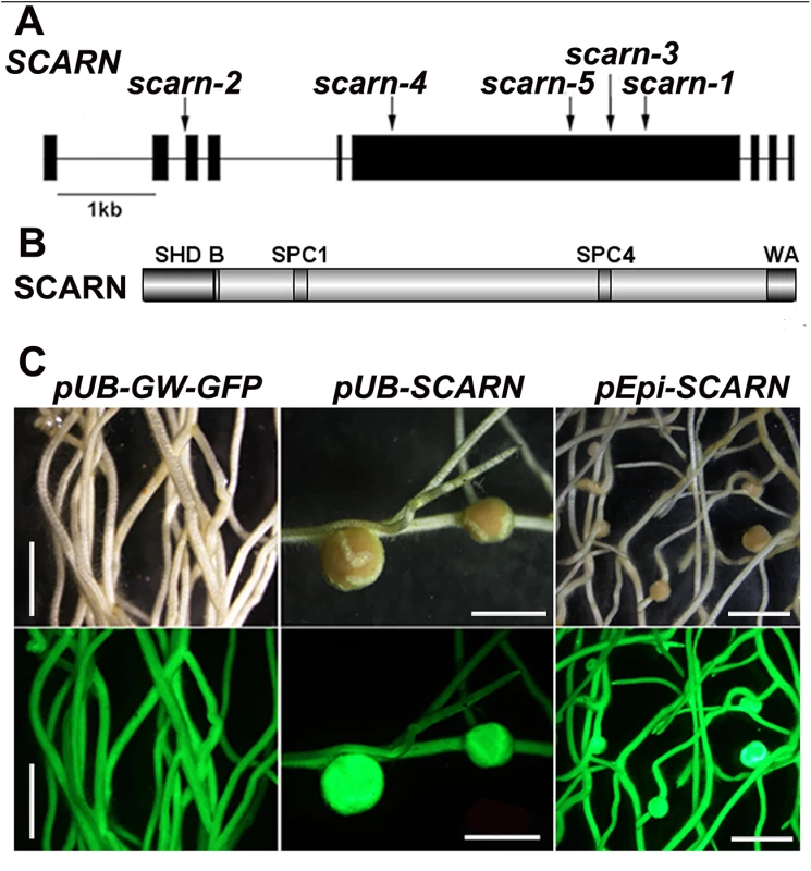 <i>SCARN</i> gene and protein structure and complementation of <i>scarn-1</i>.