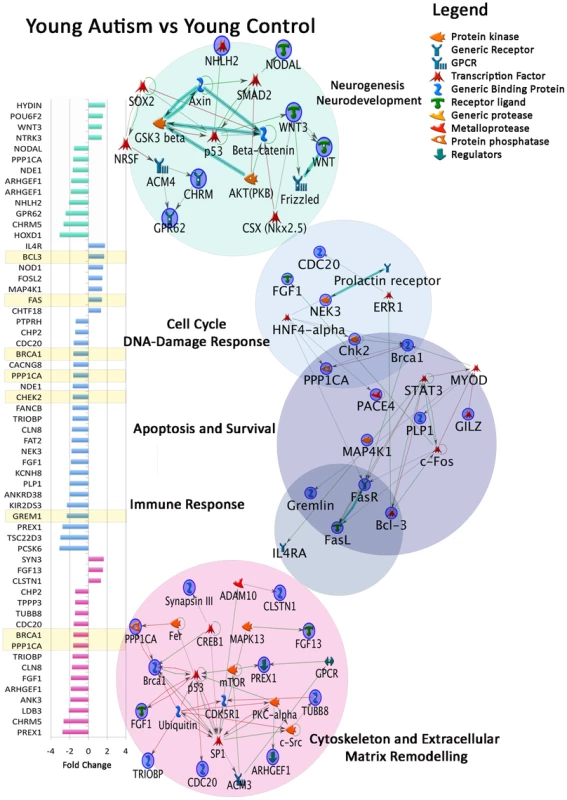 Dysregulated gene expression in developmental M-Pathways and Process Networks in young autistic prefrontal cortex.