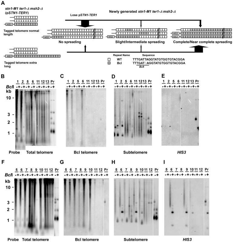 Spreading of a telomeric sequence from a single telomere source during RTE in <i>stn1-M1 ter1-Δ msh2-Δ</i> cells.