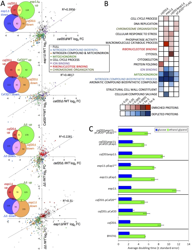 The altered proteome of single, double 4E-BPΔ and Caf20<sup><i>m2</i></sup>-FLAG strains.