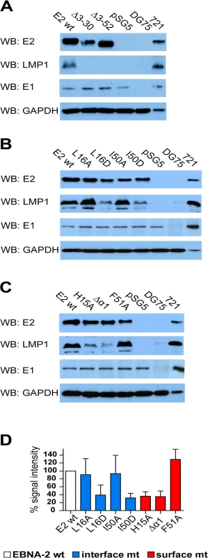 LMP1 activation by EBNA-2 requires dimerization, the surface residue His15, and the protruding α1-helix.