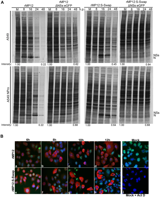 Inhibition of host cell protein and RNA synthesis.