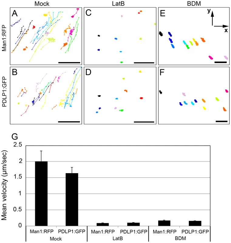 Effects of the microfilament inhibitor LatB and myosin inhibitor BDM on trafficking velocity of Golgi stacks marked by Man1:RFP or PDLP1:GFP labelled bodies.