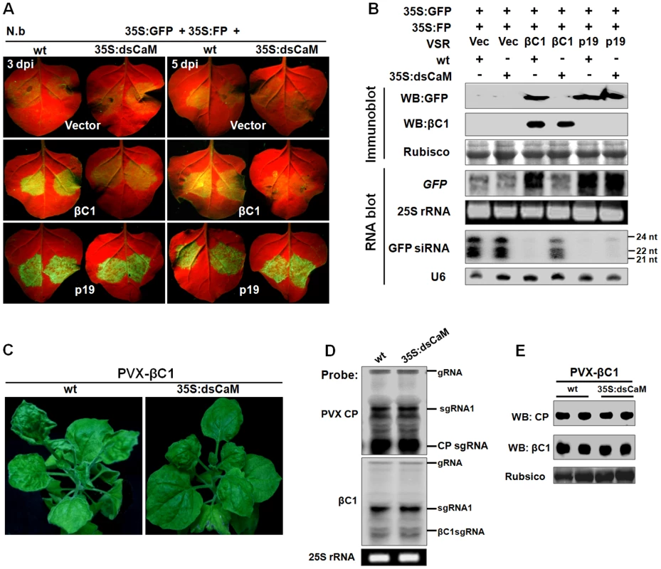 <i>Nbrgs-CaM</i> is genetically required for the functions of βC1 in PTGS suppression and symptom modulation.