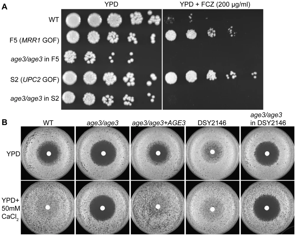 Deleting <i>AGE3</i> overrides clinical drug resistance and the calcineurin pathway.