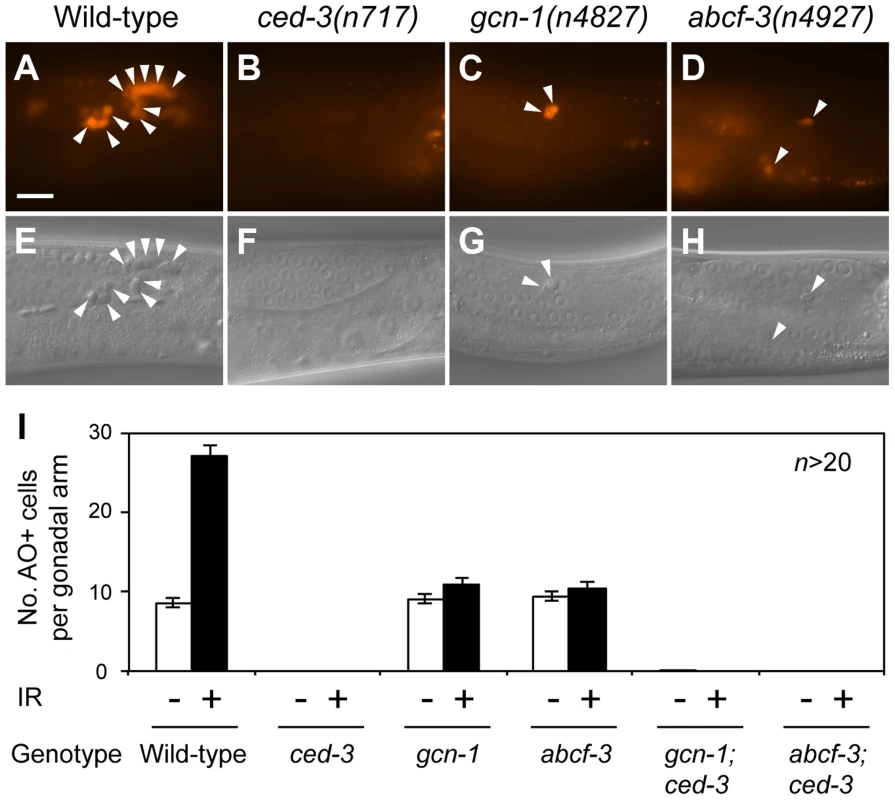 <i>gcn-1(n4827)</i> and <i>abcf-3(n4927)</i> cause a defect in radiation-induced germline cell death.